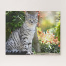 Recherche de chat rayé Gris