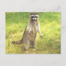 Recherche de bandit cartes postales Faune