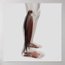 Recherche de jambe humaine posters Malleolus