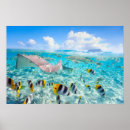 Recherche de manta ray posters Vie marine
