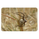 Recherche de araignée magnets Animaux