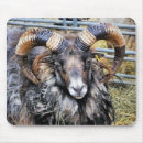 Recherche de sheep tapis souris Animaux