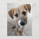 Recherche de chien triste cartes postales Mignon