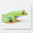 Recherche de grenouille tapis souris Vue de côté
