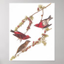 Recherche de vintage bird art Pour tous