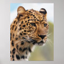 Recherche de carnivore posters Gros chat