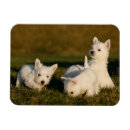 Recherche de de westie magnets Chiot