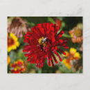 Recherche de zinnia cartes postales Rouge