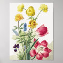Recherche de tulpen Fleurs