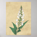 Recherche de botanique vintage posters Abstrait