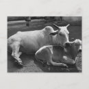 Recherche de veaux cartes postales Noir et blanc