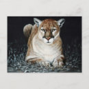 Recherche de cougar cartes postales Panthère
