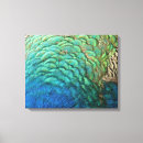 Recherche de plume paon toiles Animal