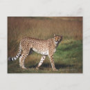 Recherche de plains cartes postales Nature