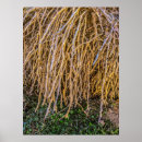 Recherche de arbre avec racines posters Racine de l'arbre