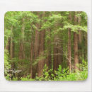 Recherche de woods tapis souris Séquoia
