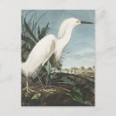 Recherche de oiseaux de neige cartes postales John