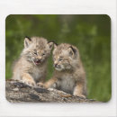 Recherche de amitié tapis souris Nature