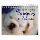 Recherche de bouledogue photographie Mignon