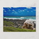 Recherche de africa cartes postales Animal