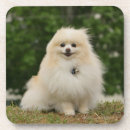 Recherche de spitz dessous de verres Se reposer