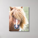 Recherche de île de poney Cheval sauvage