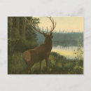 Recherche de wapiti cartes postales Vie sauvage