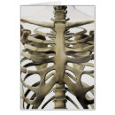 Recherche de sternum Numériquement image générée
