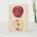 Recherche de illustrations vintages de fruit vœux cartes Nourriture