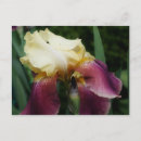 Recherche de iris jaune cartes postales Floral