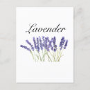 Recherche de herbes cartes postales Violet