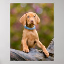 Recherche de magyar posters Chien