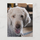 Recherche de de caniche cartes postales Photographie