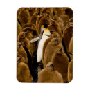 Recherche de young magnets Animal wildlife