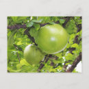 Recherche de fruit exotique cartes postales Fruits exotiques