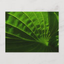 Recherche de hosta cartes postales Jardin