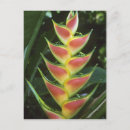 Recherche de heliconia cartes postales Tropical