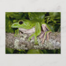 Recherche de vertébré cartes postales Grenouille
