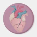 Recherche de anatomie magnete Amour