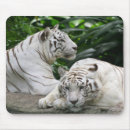 Recherche de tigre blanc tapis souris Safari