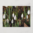 Recherche de chute de neige cartes postales Nature