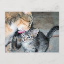 Recherche de chaton tigré cartes postales Mignon