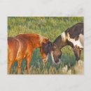 Recherche de chucks cartes postales Faune