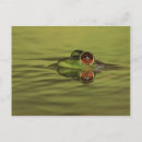 Recherche de swimming cartes postales Nature