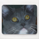 Recherche de chaton gris tapis souris Chatons