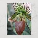 Recherche de paphiopedilum Glissière
