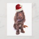 Recherche de cockers anglais cartes postales Animaux