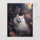 Recherche de mon chat angora Amoureux des chats