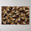 Recherche de pollinisation posters Abeilles