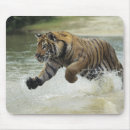 Recherche de tigre du bengale tapis souris Nature
